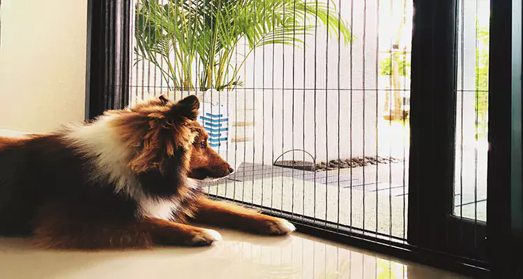 Sliding Screen Pet Door Repair in West Palm Beach, FL