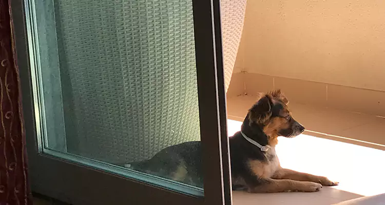 French Door Pet Screen Repair in West Palm Beach, FL
